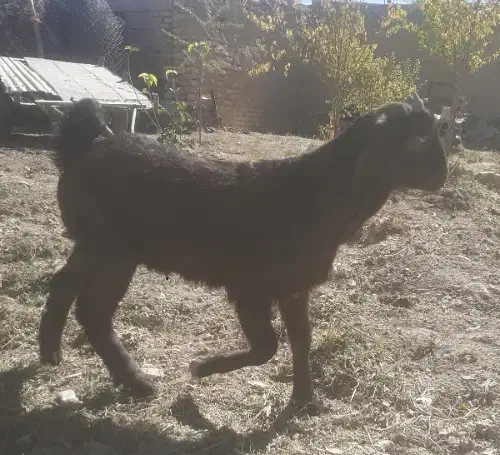 بزغاله شیر مست پاکستانی|حیوانات مزرعه|داران, |دیوار