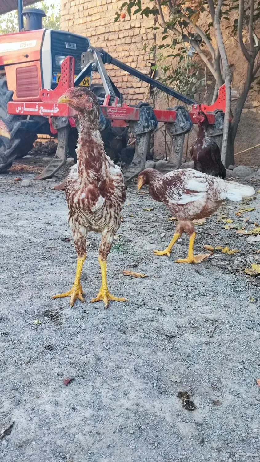 مرغ خروس لاری جوجه|حیوانات مزرعه|مزرعه کتول, |دیوار