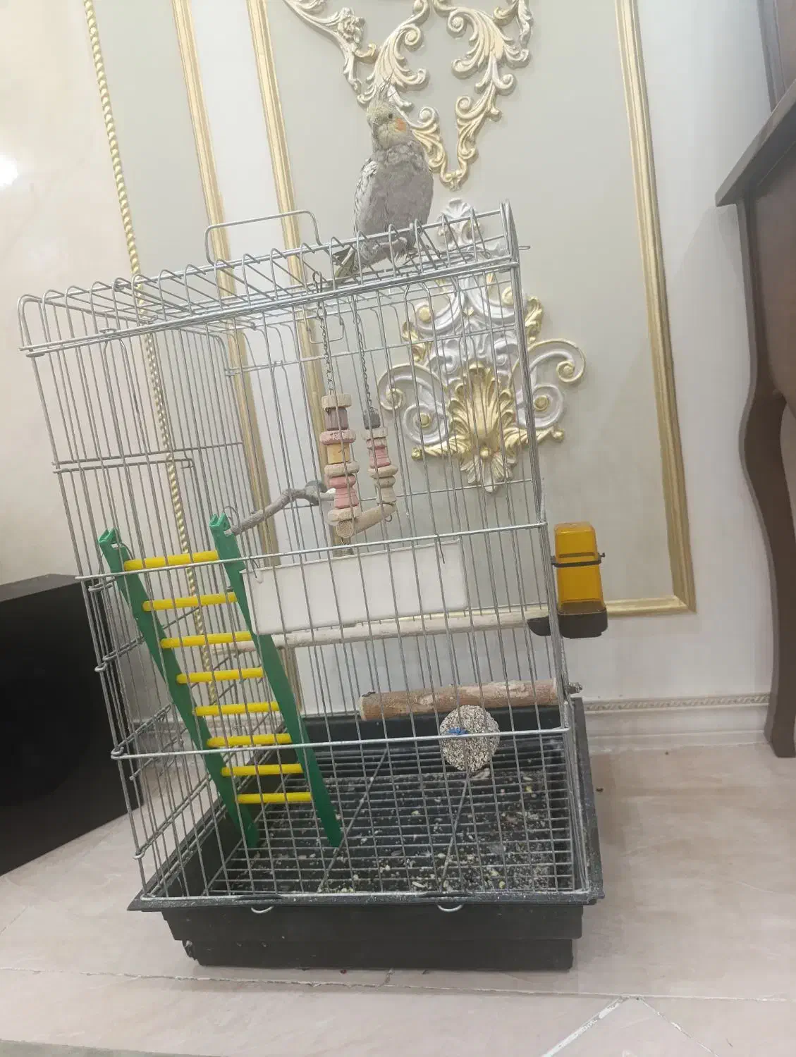 عروس هلندی نر|پرنده|زنجان, |دیوار