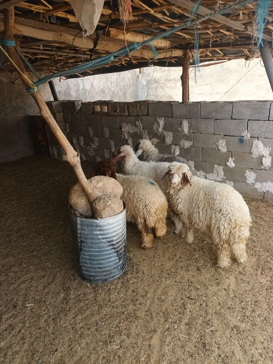 بره|حیوانات مزرعه|آبدانان, |دیوار