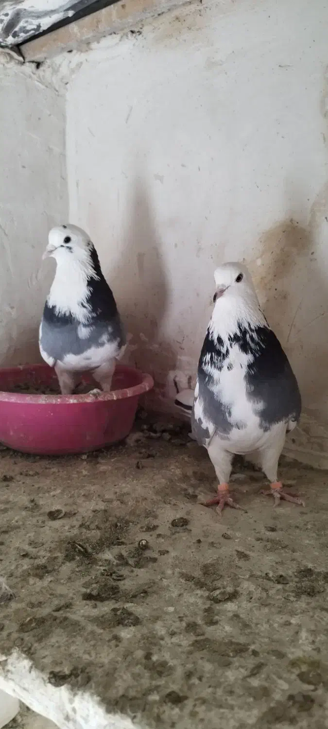 کفتر پرشی|پرنده|محمدشهر, محمدشهر|دیوار