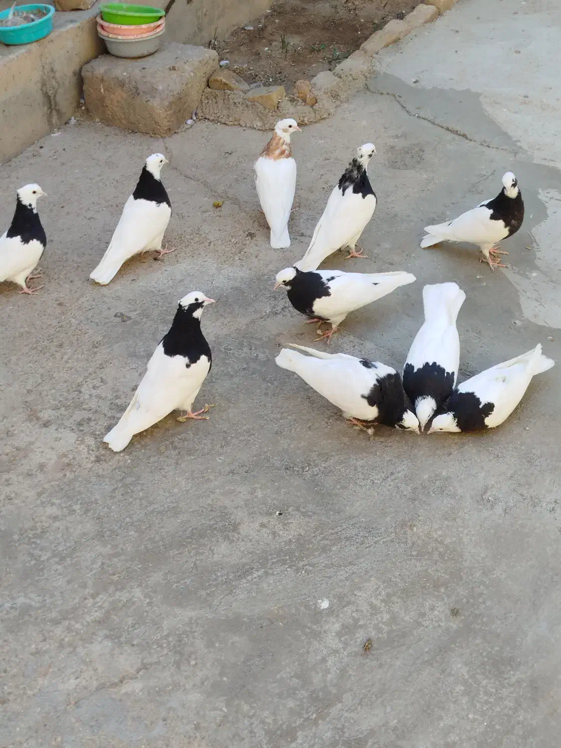 طوقی کبوتر|پرنده|قزوین, |دیوار