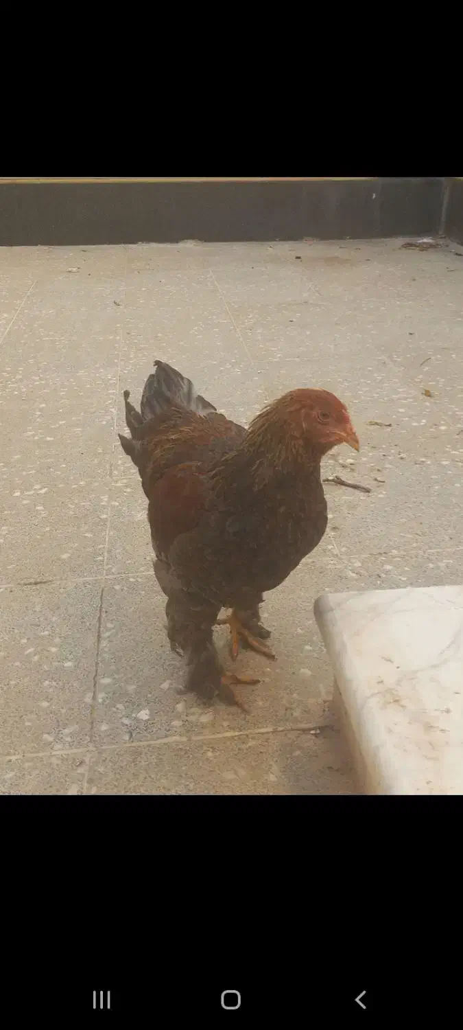 برهما پاتریچ|حیوانات|شیراز, امام حسین|دیوار