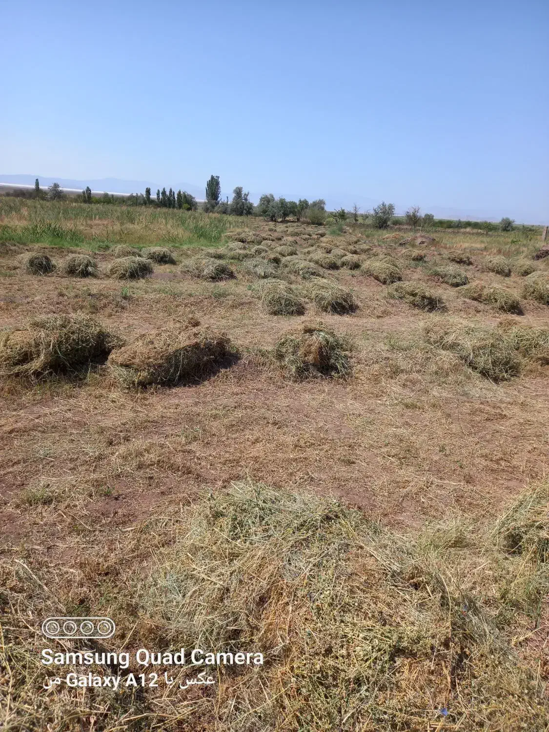 یونجه امسالی مقداری فروشی|لوازم جانبی حیوانات|تسوج, |دیوار