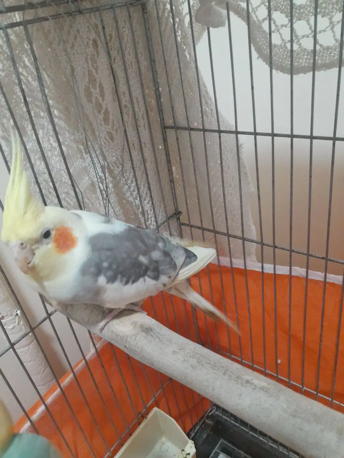 عروس هلندی|پرنده|تهران, آشتیانی|دیوار