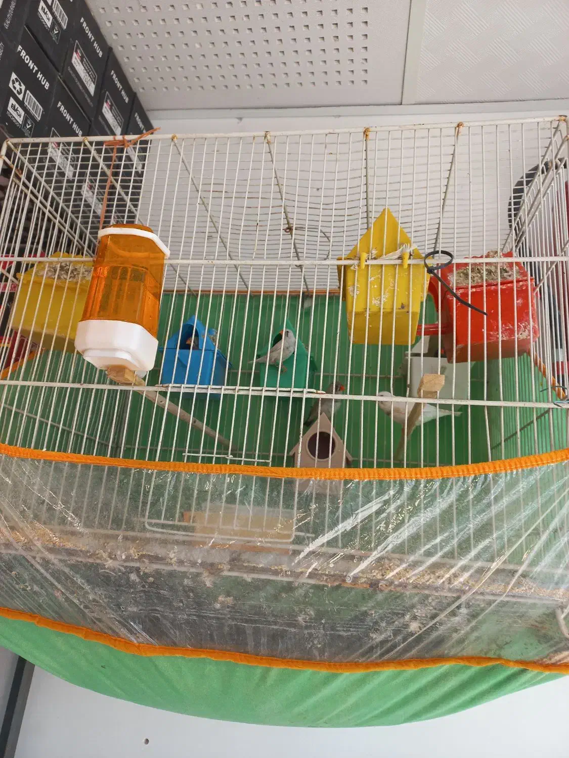 فنج مولد|پرنده|سبزوار, اسلام آباد|دیوار