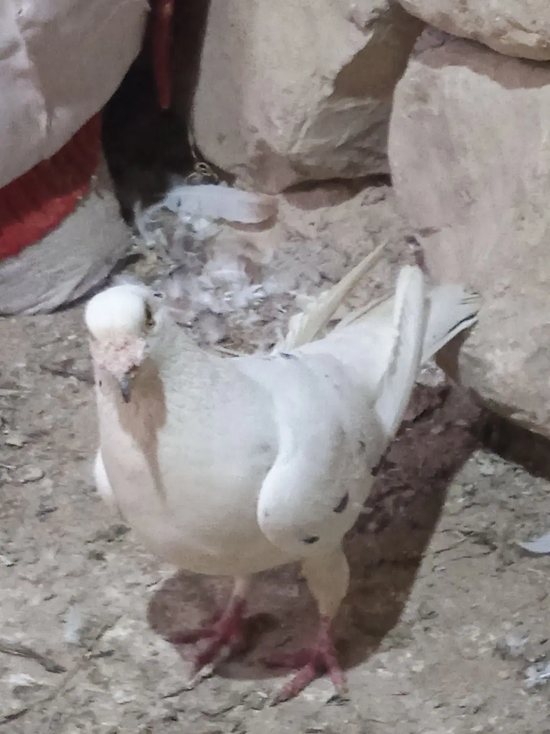 کبوتر|پرنده|آشخانه, |دیوار
