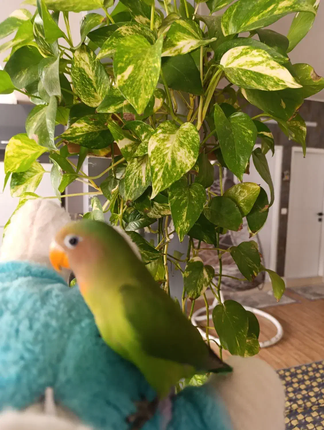 طوطی برزیلی صورت هلویی|پرنده|بیرجند, |دیوار