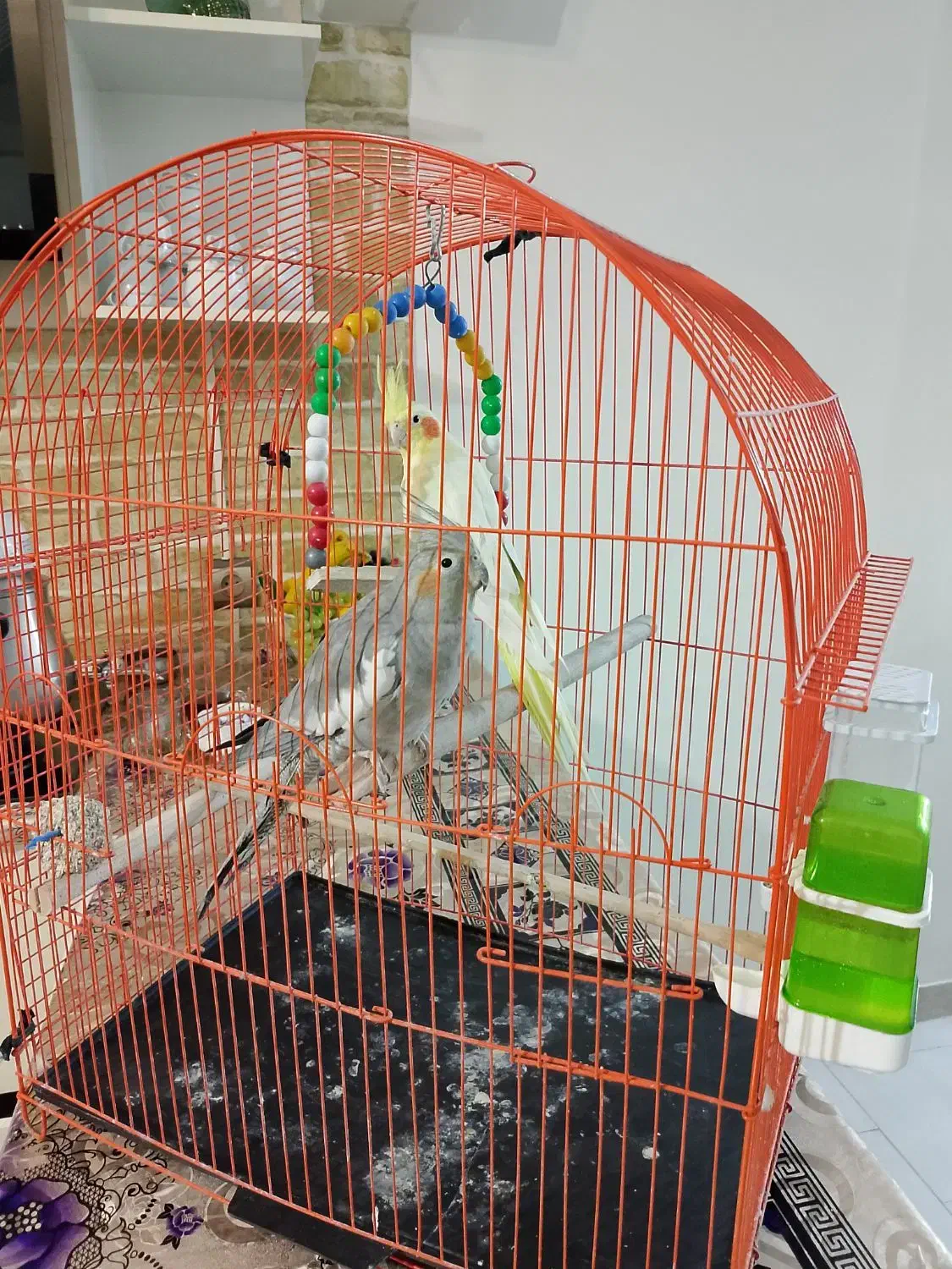 عروس هلندی|پرنده|پاکدشت, پاکدشت (مامازند)|دیوار