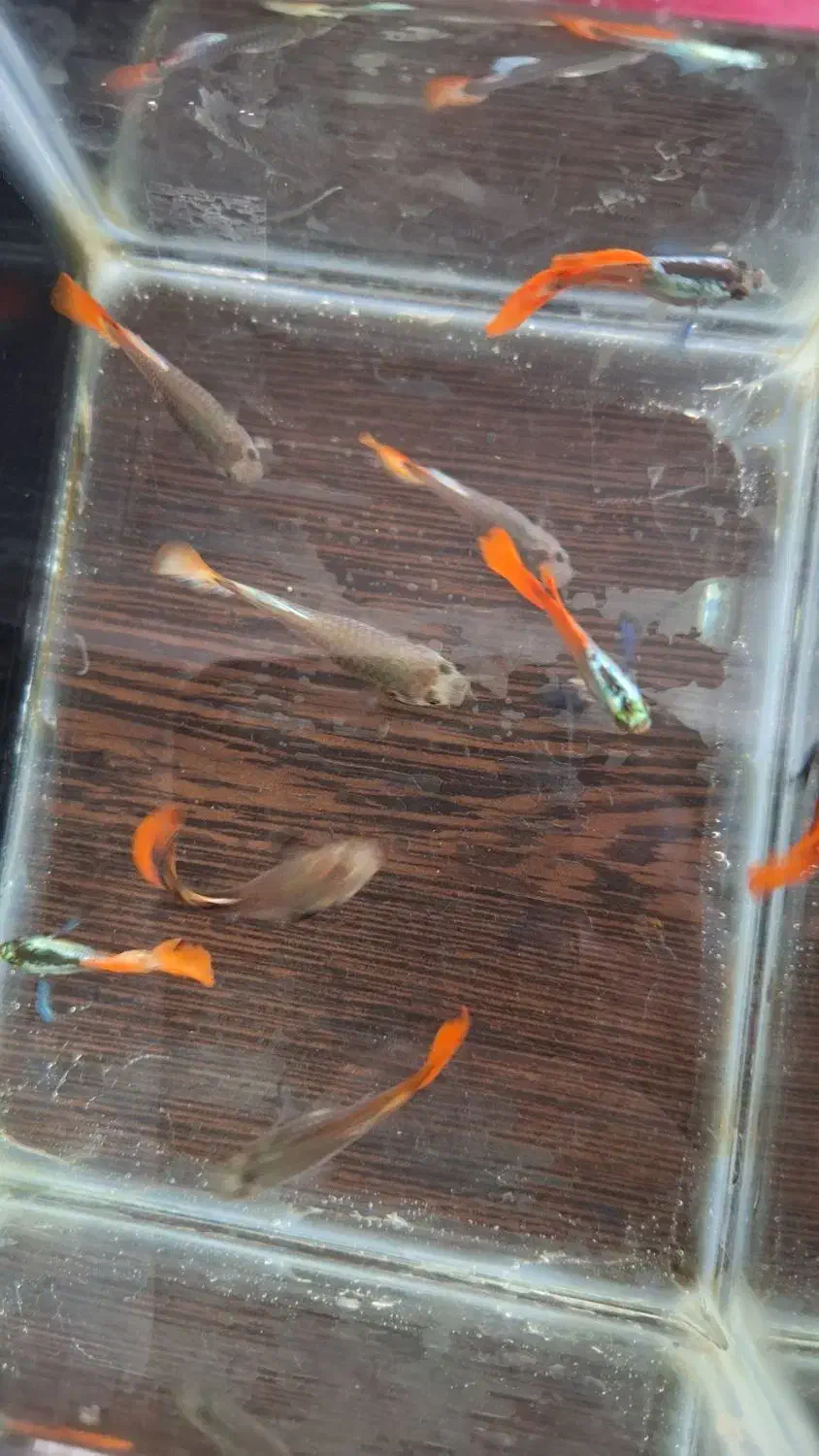 ماهی گوپی ردبیگل دامبو|ماهی|اصفهان, احمدآباد|دیوار