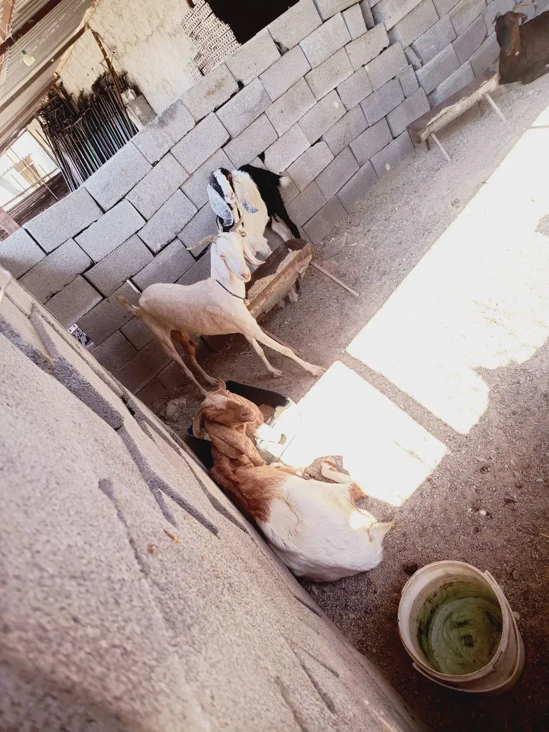 4عدد بز ویک پاچن|حیوانات مزرعه|چابهار, |دیوار