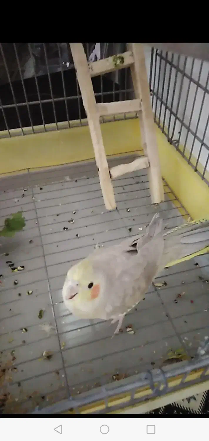 عروس هلندی ماده و قفس سهره دست ساز|پرنده|رباطکریم, شهرک والفجر|دیوار