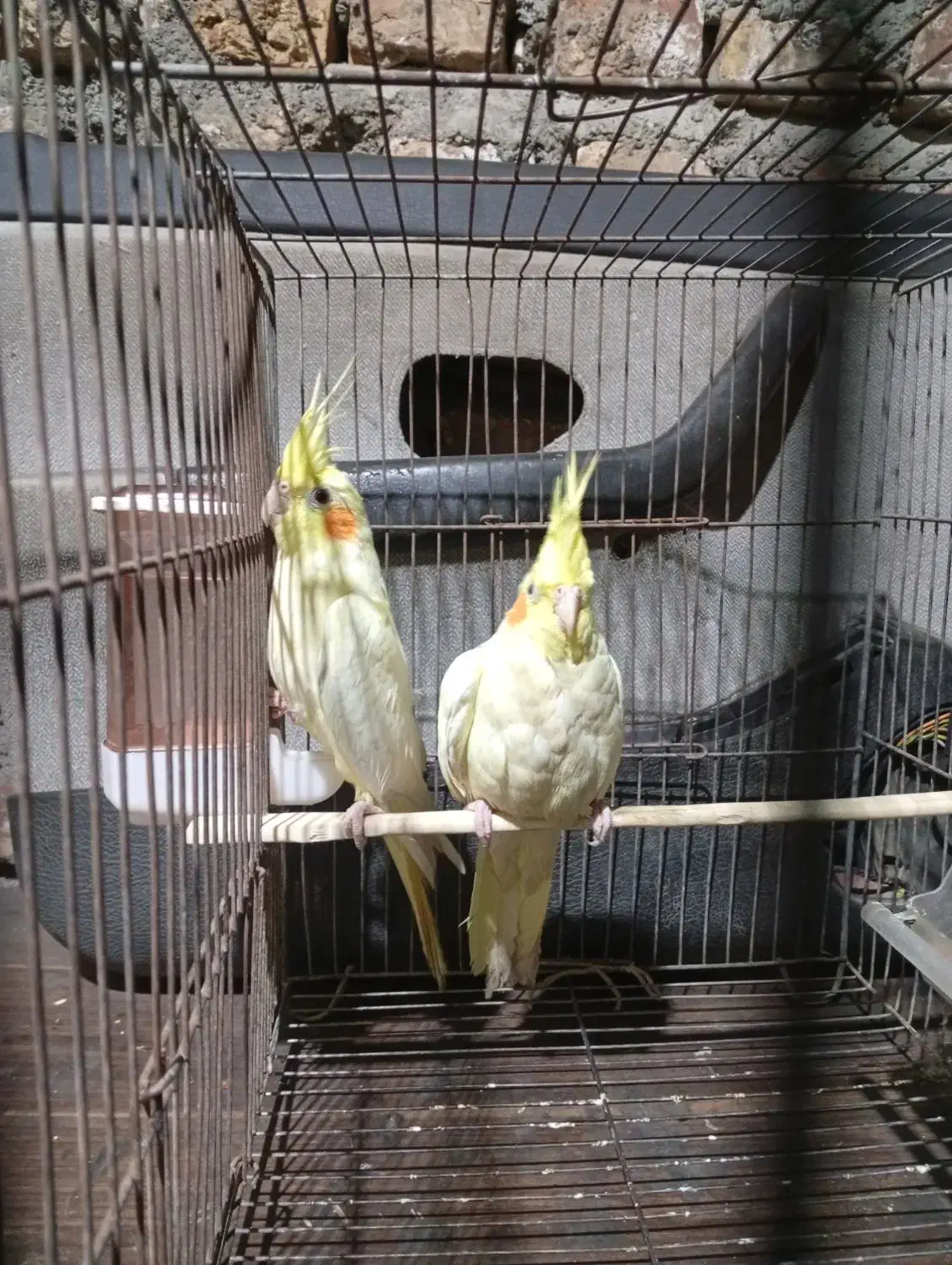 یک جفت عروس هلندی لوتینو|پرنده|کرمان, |دیوار