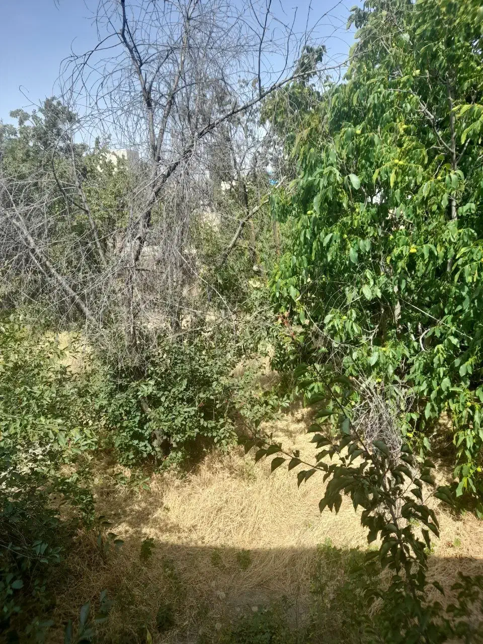 باغ ویلا کلنگی پر از درختان میوه ای .نمین|فروش زمین و ملک کلنگی|نمین, |دیوار