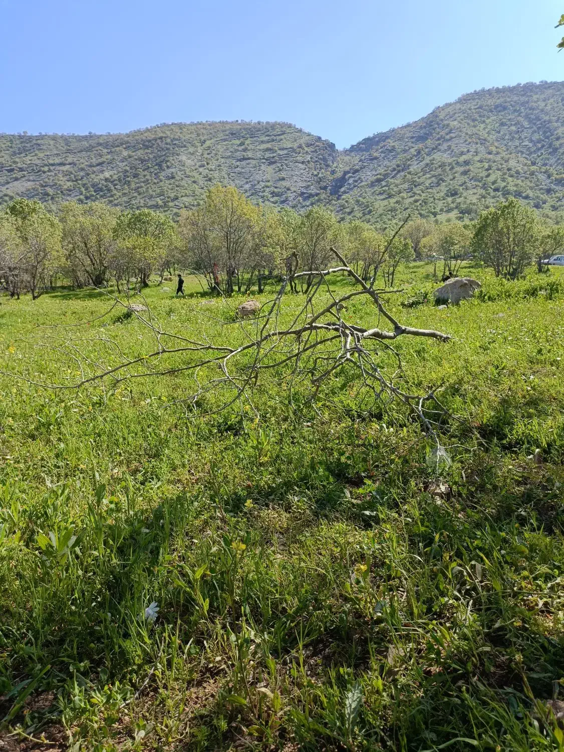 فروش حواله ماشین|خودرو سواری و وانت|کارزان, |دیوار