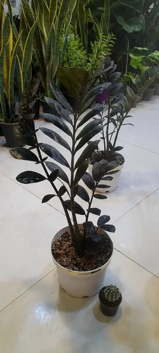 زاموفیلیا بلک سایز درشت با گلدان سفید لبه طلایی|گل و گیاه طبیعی|قم, نیروگاه|دیوار