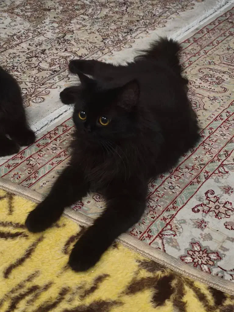 ۳عددگربه هیمالین|گربه|ارومیه, |دیوار