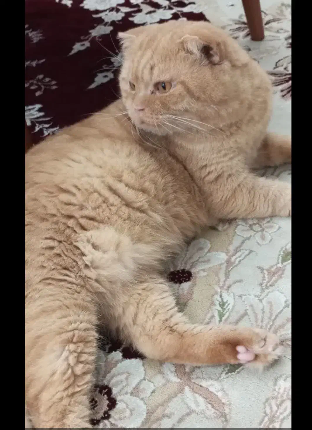 گربه اسکاتیش فولد|گربه|بابل, |دیوار