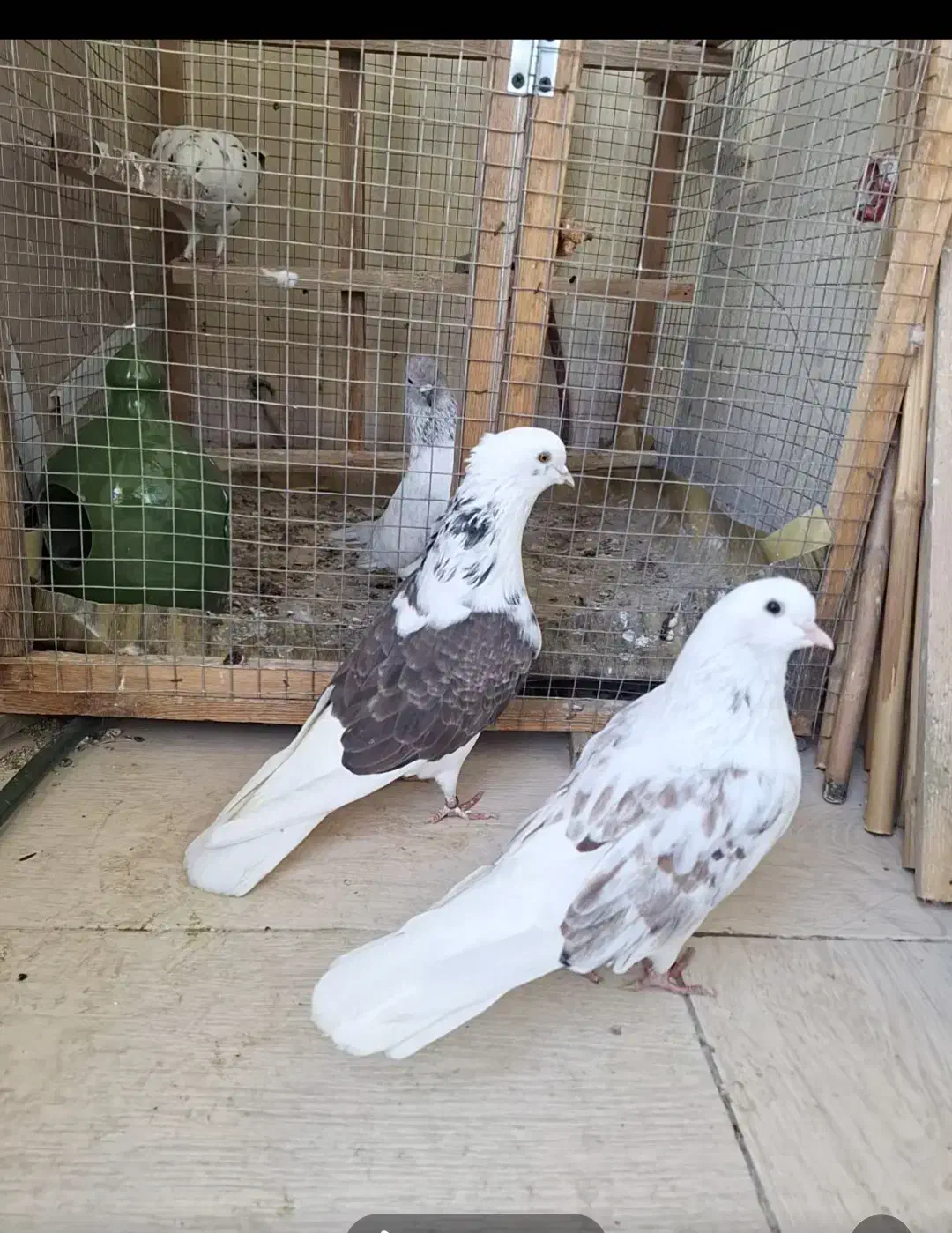 کبوتر جفت خاص|پرنده|رشت, کوی مهر|دیوار