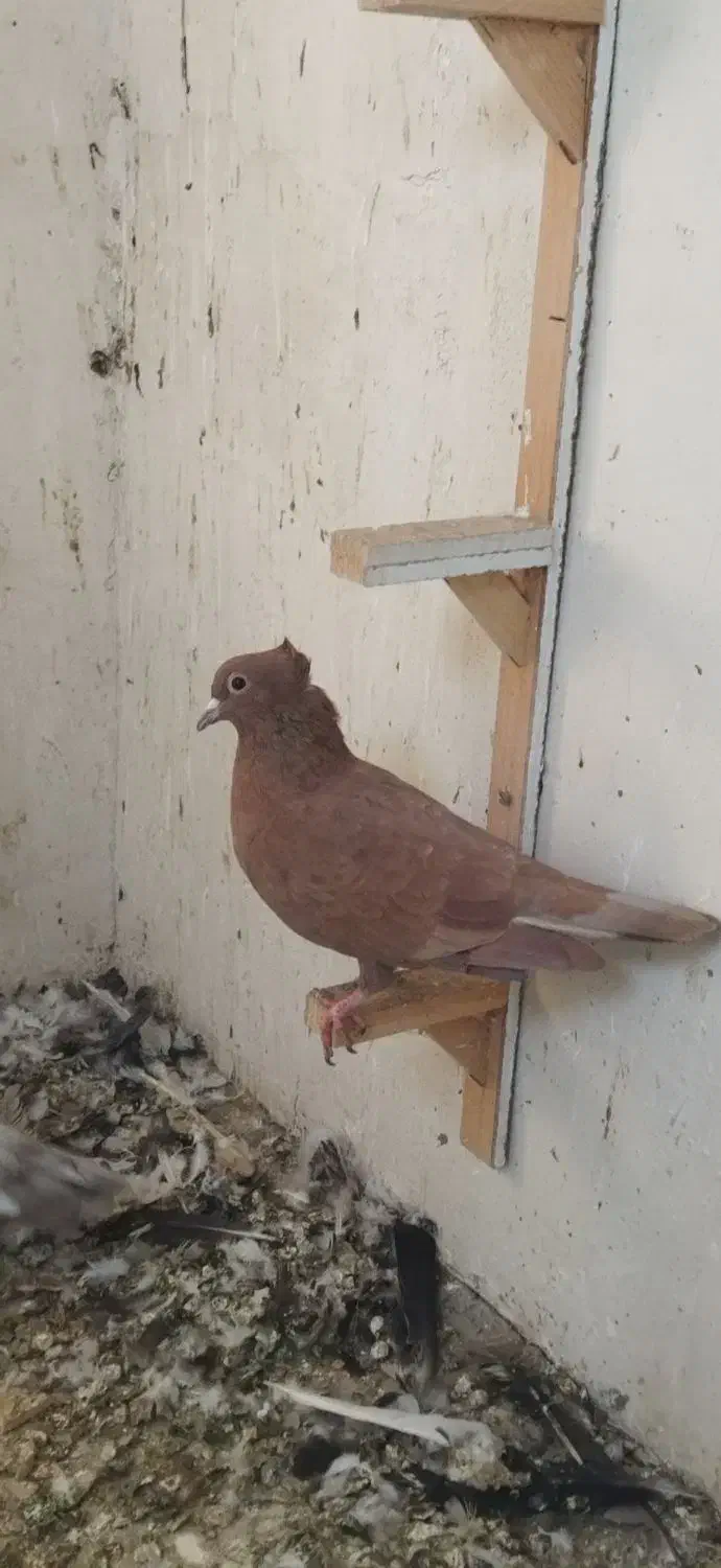 ساده و سرخ کرمونی|پرنده|مشهد, رده|دیوار