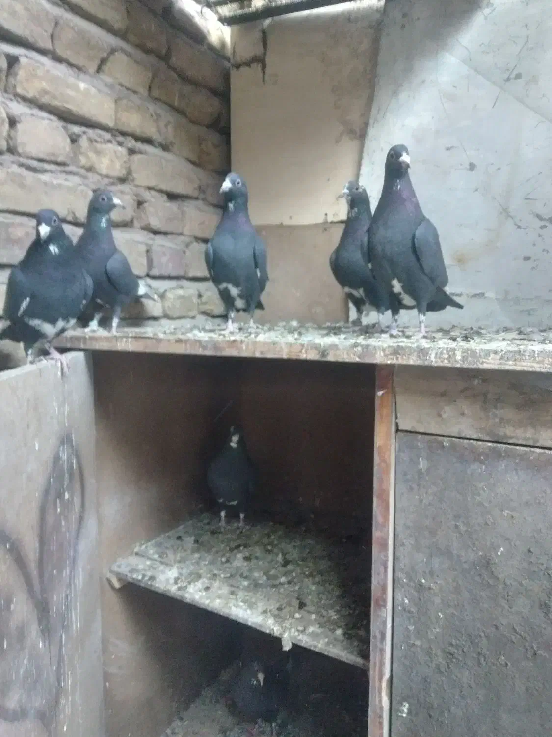 کبوتر پلنگ ماده|پرنده|کرمان, |دیوار