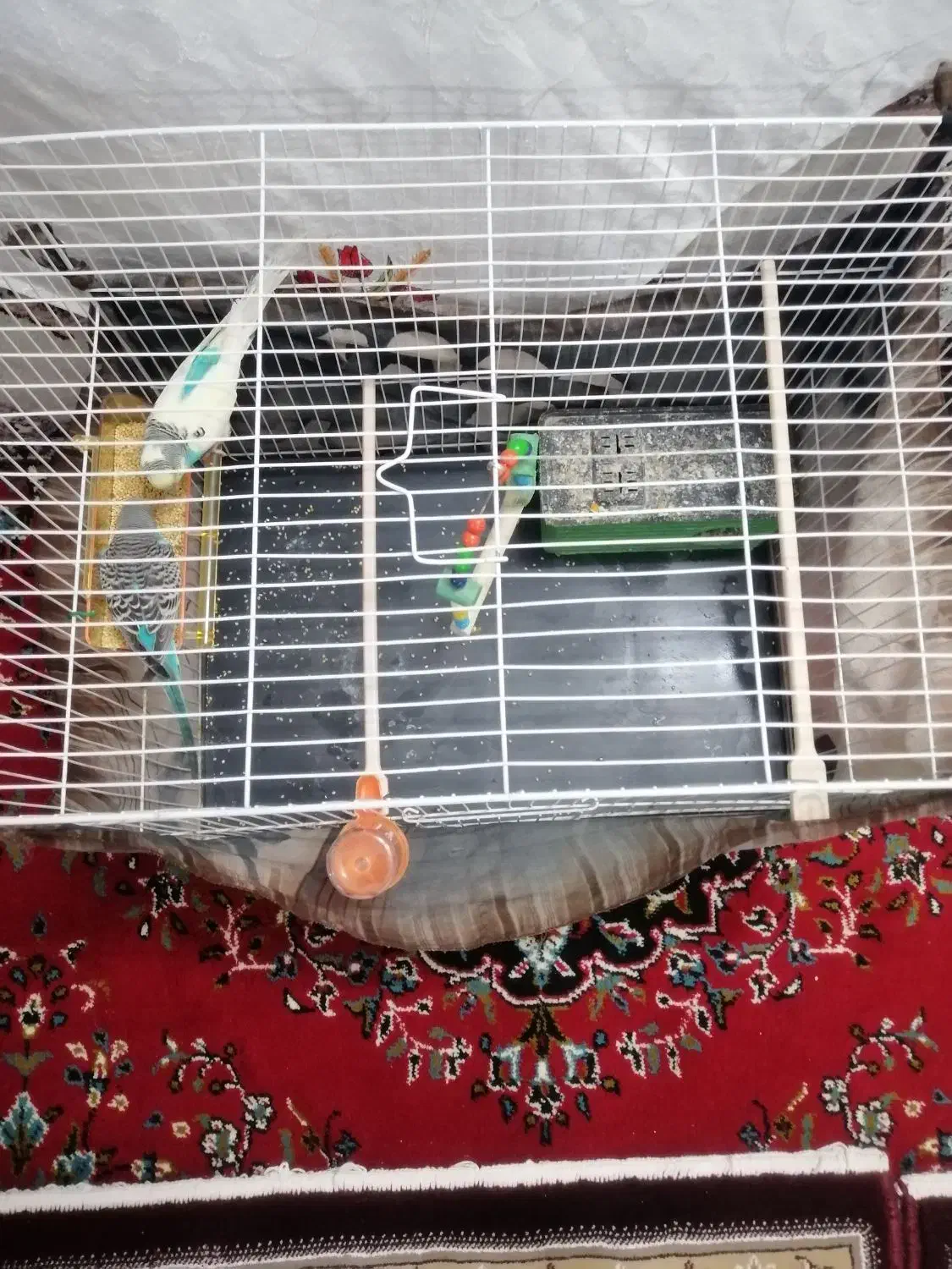 مرغ عشق همراه با جوجه|پرنده|مشهد, کوی دروی|دیوار