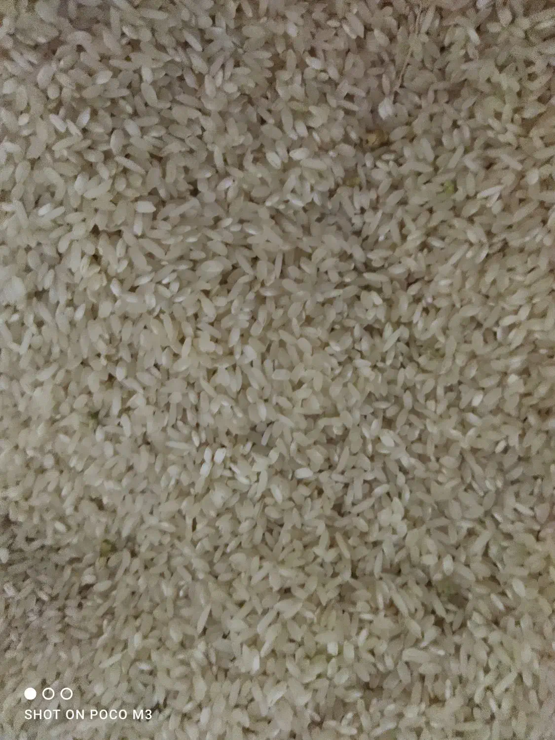 برنج جلب هاشمی|خوردنی و آشامیدنی|پارسآباد, |دیوار