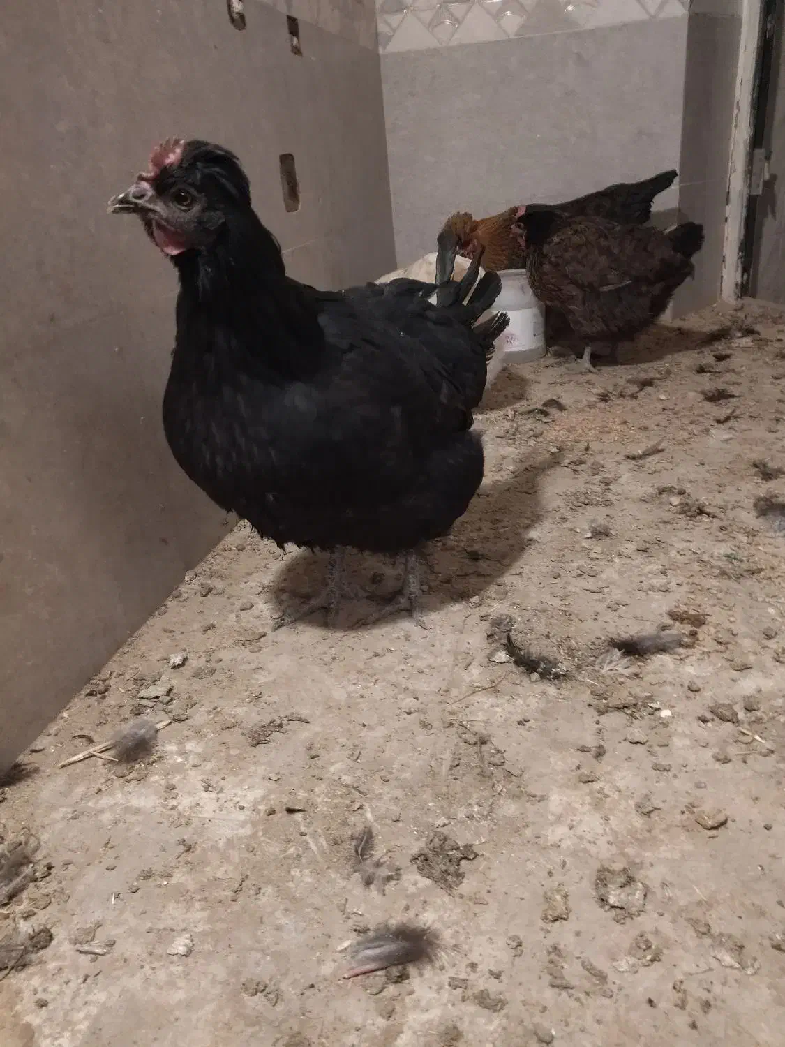 مرغ رسمی اصیل|حیوانات مزرعه|قم, الغدیر|دیوار