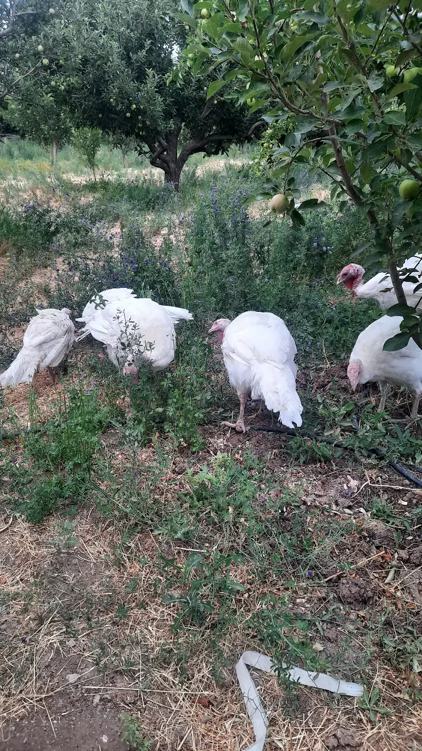 بوقلمون|حیوانات مزرعه|میانه, |دیوار