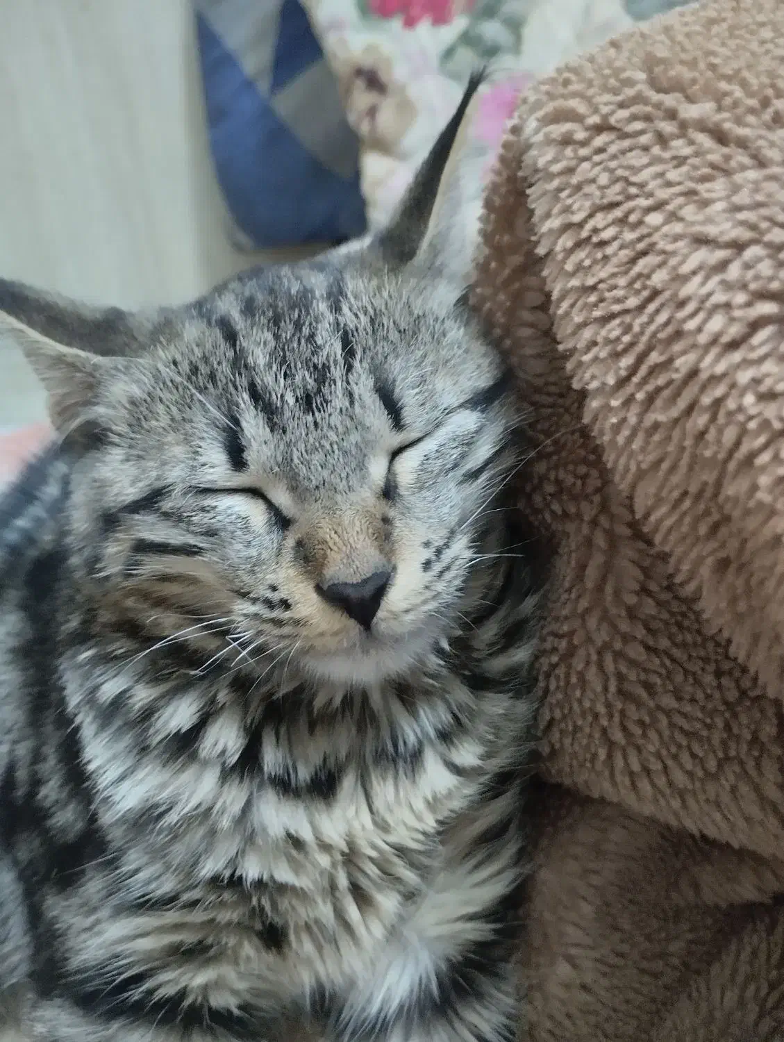 گربه گمشده|گربه|مشهد, قائم|دیوار