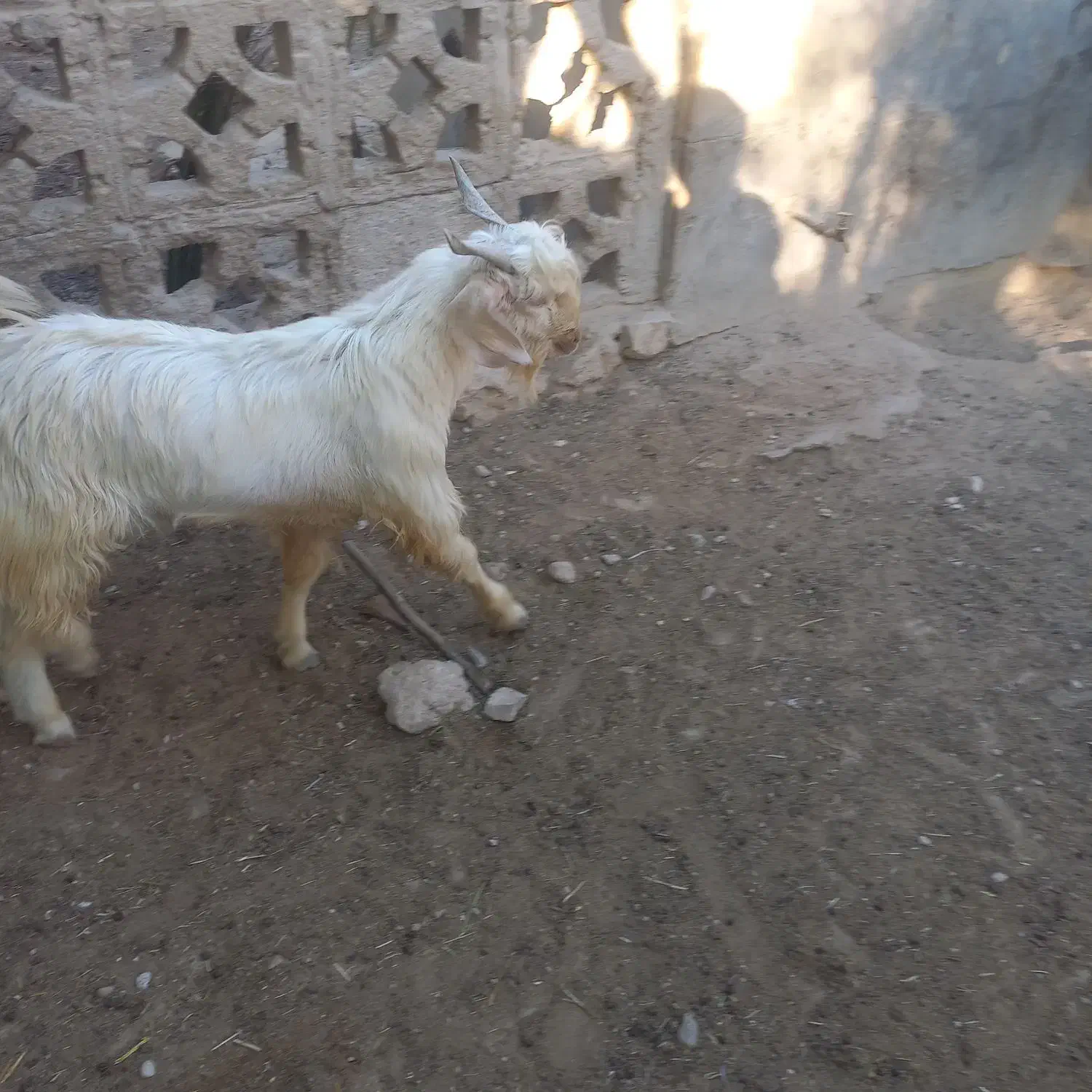 فروش کهره نر چاق|حیوانات مزرعه|لامرد, |دیوار