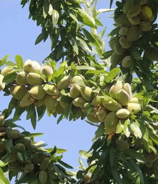 نهال بادام خوشه ای ،درخت درگلخانه نهالستان باغینو|گل و گیاه طبیعی|مشهد, خواجه ربیع|دیوار
