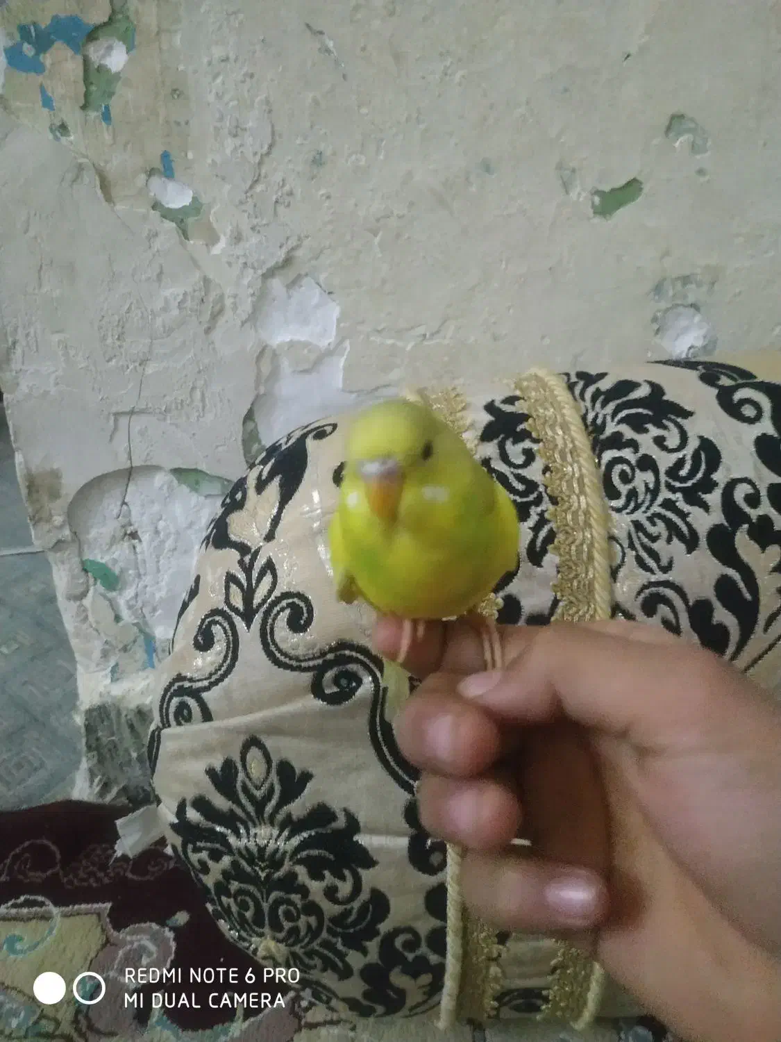 مرغ عشق دستی نر|پرنده|زاهدان, |دیوار