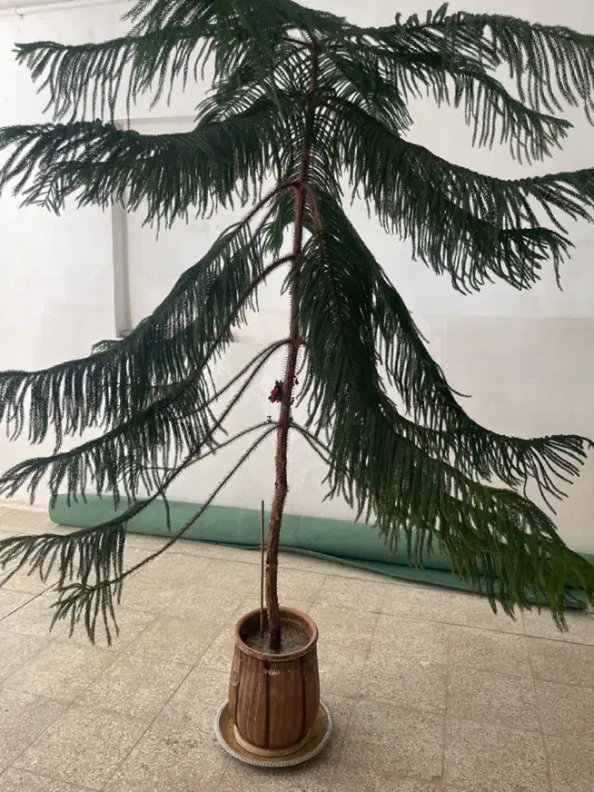 گل مطبق|گل و گیاه طبیعی|کیار, |دیوار