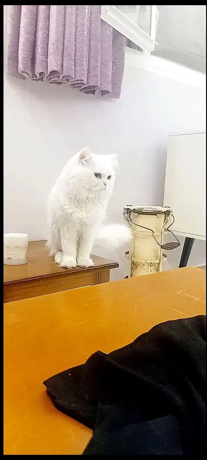 گربه نر زیبا|گربه|قم, پردیسان|دیوار