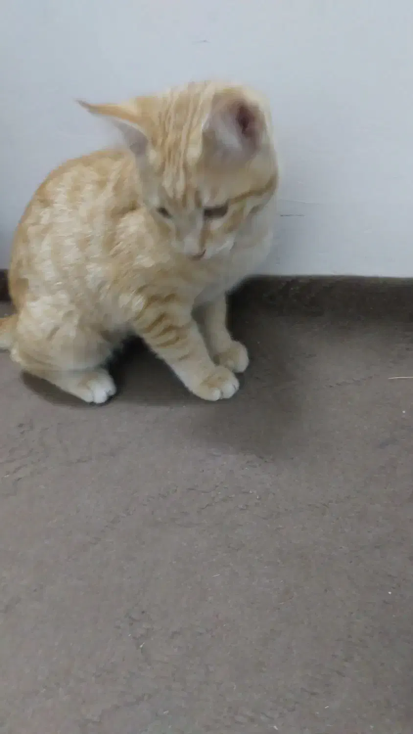 واگذاری گربه نارنجی|گربه|زنجان, |دیوار