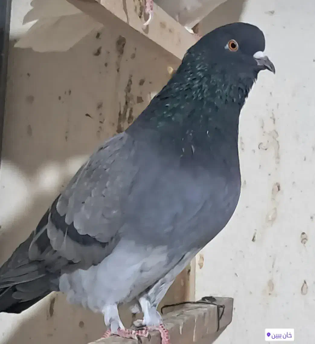 کبوتر بعدازظهری|پرنده|تهران, نیروی هوایی (پیروزی)|دیوار