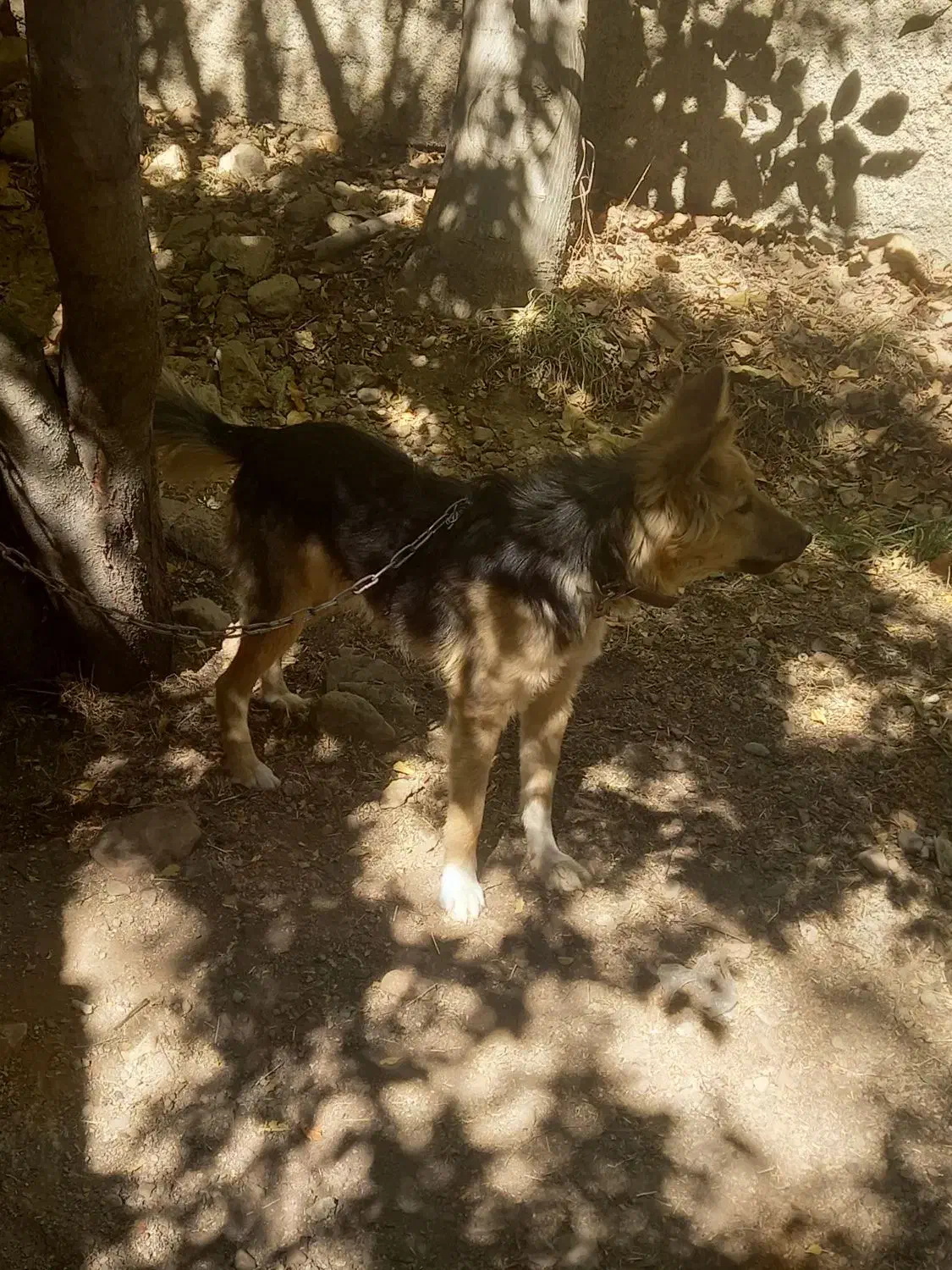 واگذاری توله ژرمن|سگ|هشتگرد, فشند|دیوار