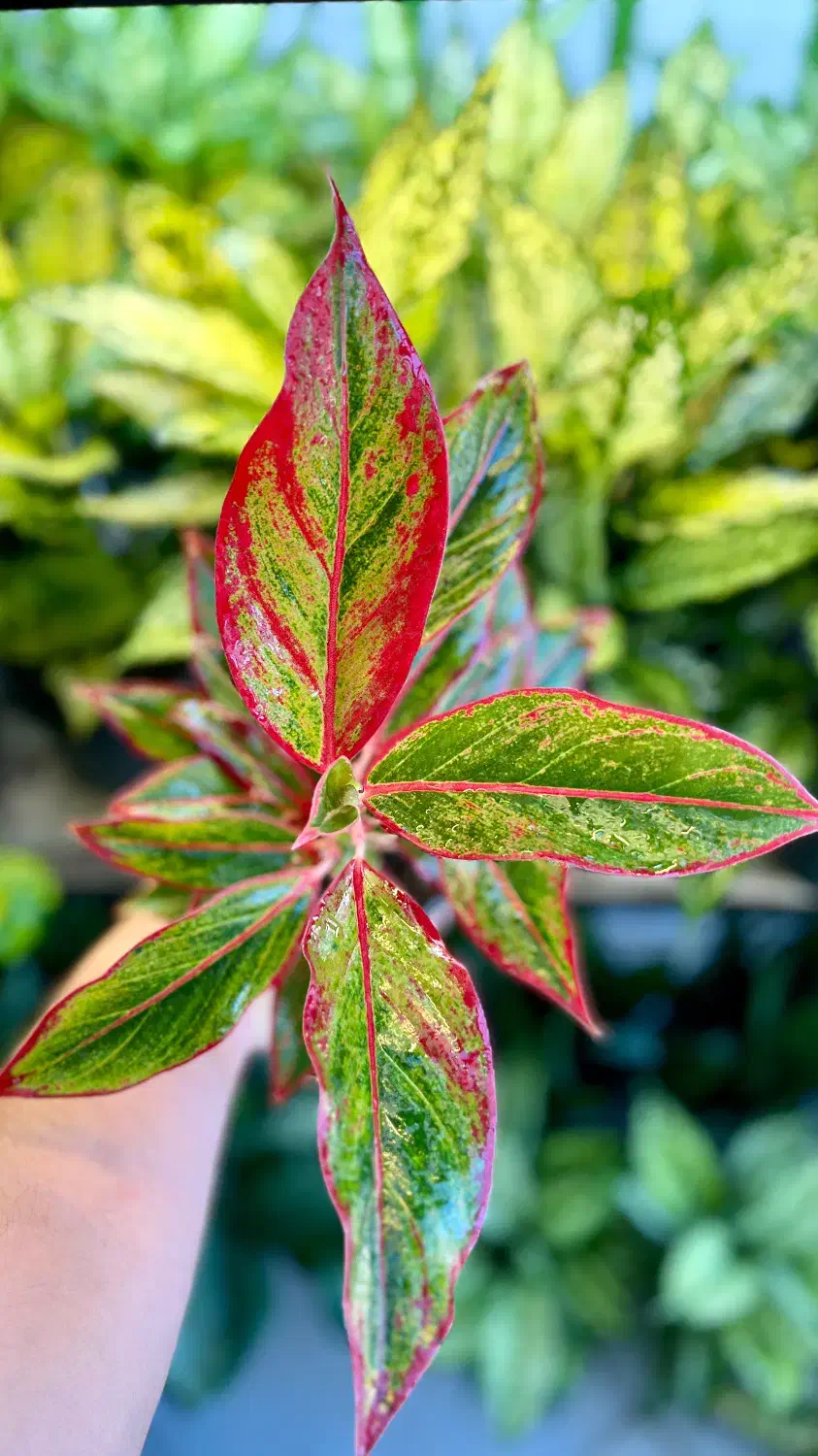 انواع آگلونما رنگی|گل و گیاه طبیعی|اهواز, کوی سعدی|دیوار