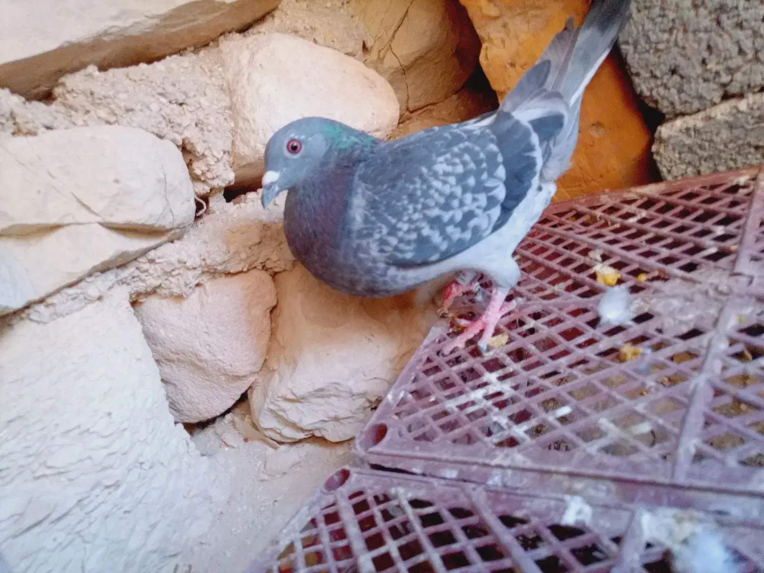 کبوتر طوقی|پرنده|اهرم, |دیوار