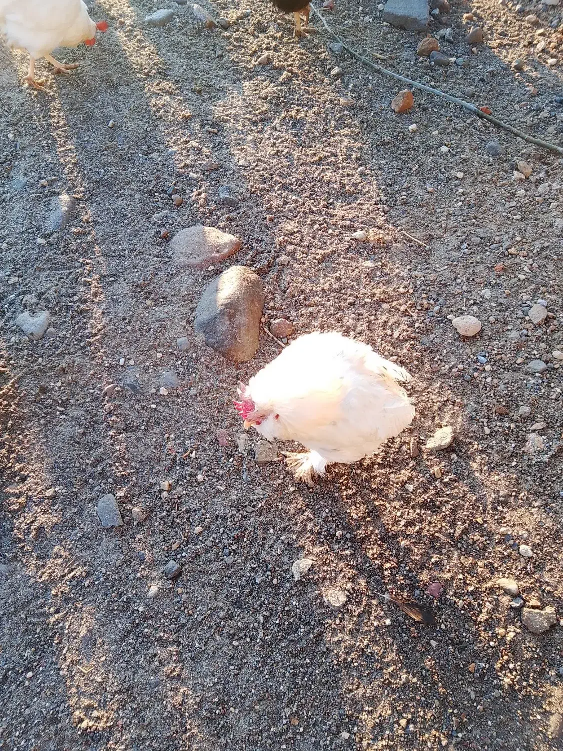 مرغ و خروس|حیوانات مزرعه|تبریز, |دیوار