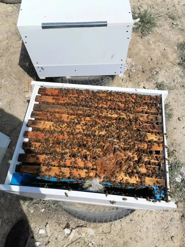 لوازم زنبورداری|لوازم جانبی حیوانات|علی‌آباد کتول, |دیوار