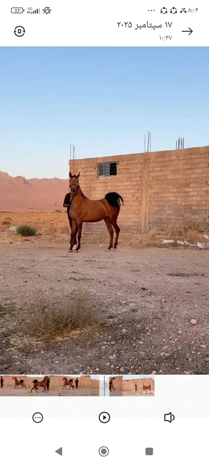 کره مادیان 2/5از سالار فرخشهر|اسب و تجهیزات اسبسواری|فرخشهر, |دیوار