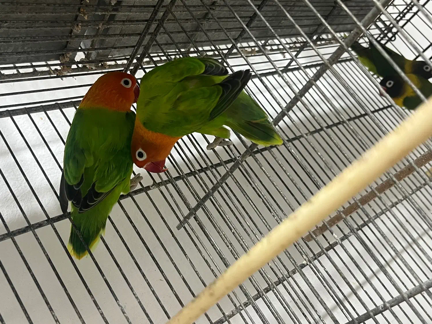 طوطی برزیلی|پرنده|قشم, |دیوار