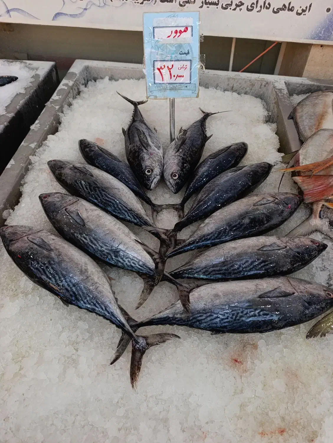 ماهی بدون استخوان جنوب|ماهی|اهر, |دیوار