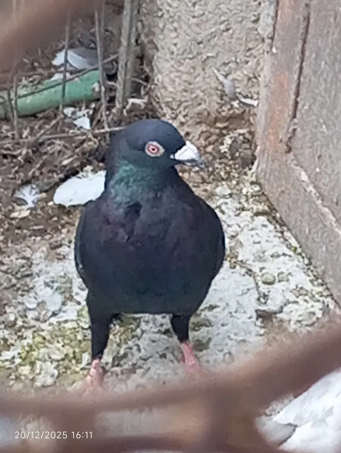 پلاکی بیرونی|پرنده|شیراز, جوادیه|دیوار