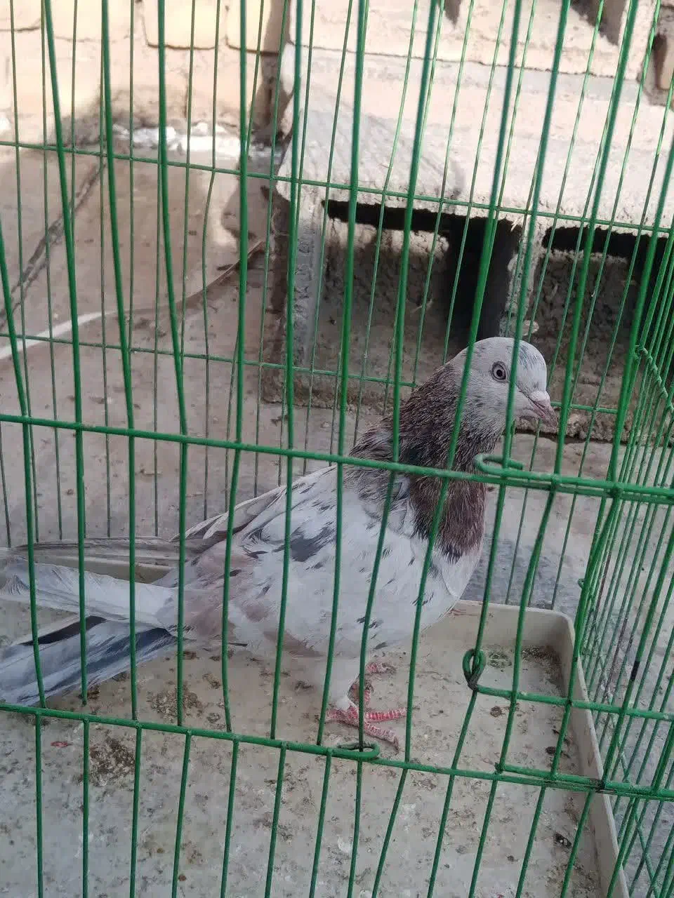 کبوتر پرشی سرور ماده|پرنده|مبارکه, |دیوار