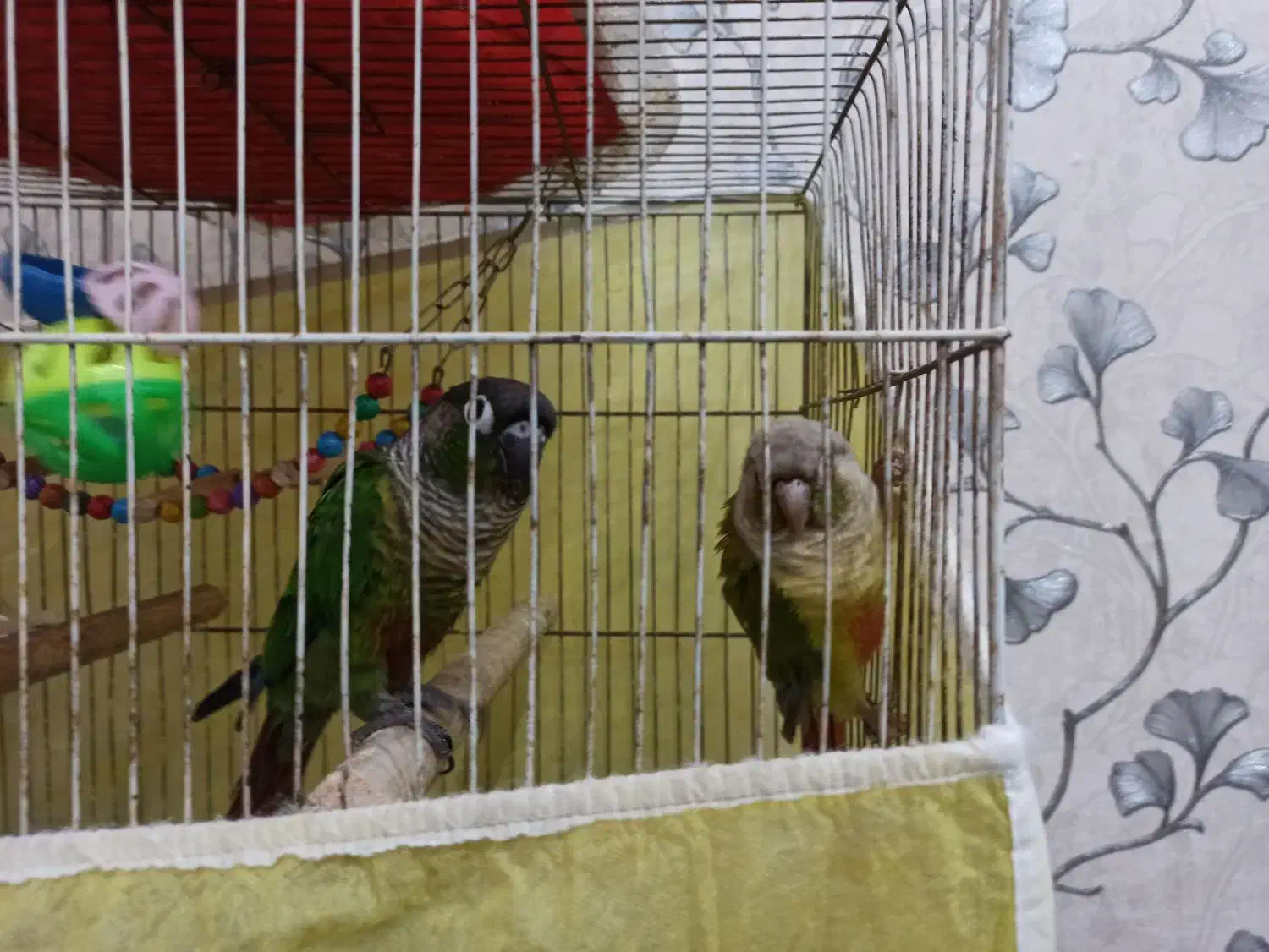 فروش پرنده گرنچینک|پرنده|بندر ماهشهر, |دیوار