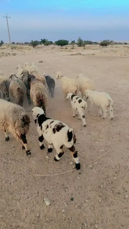 ۲۵ راس میش|حیوانات مزرعه|کازرون, |دیوار