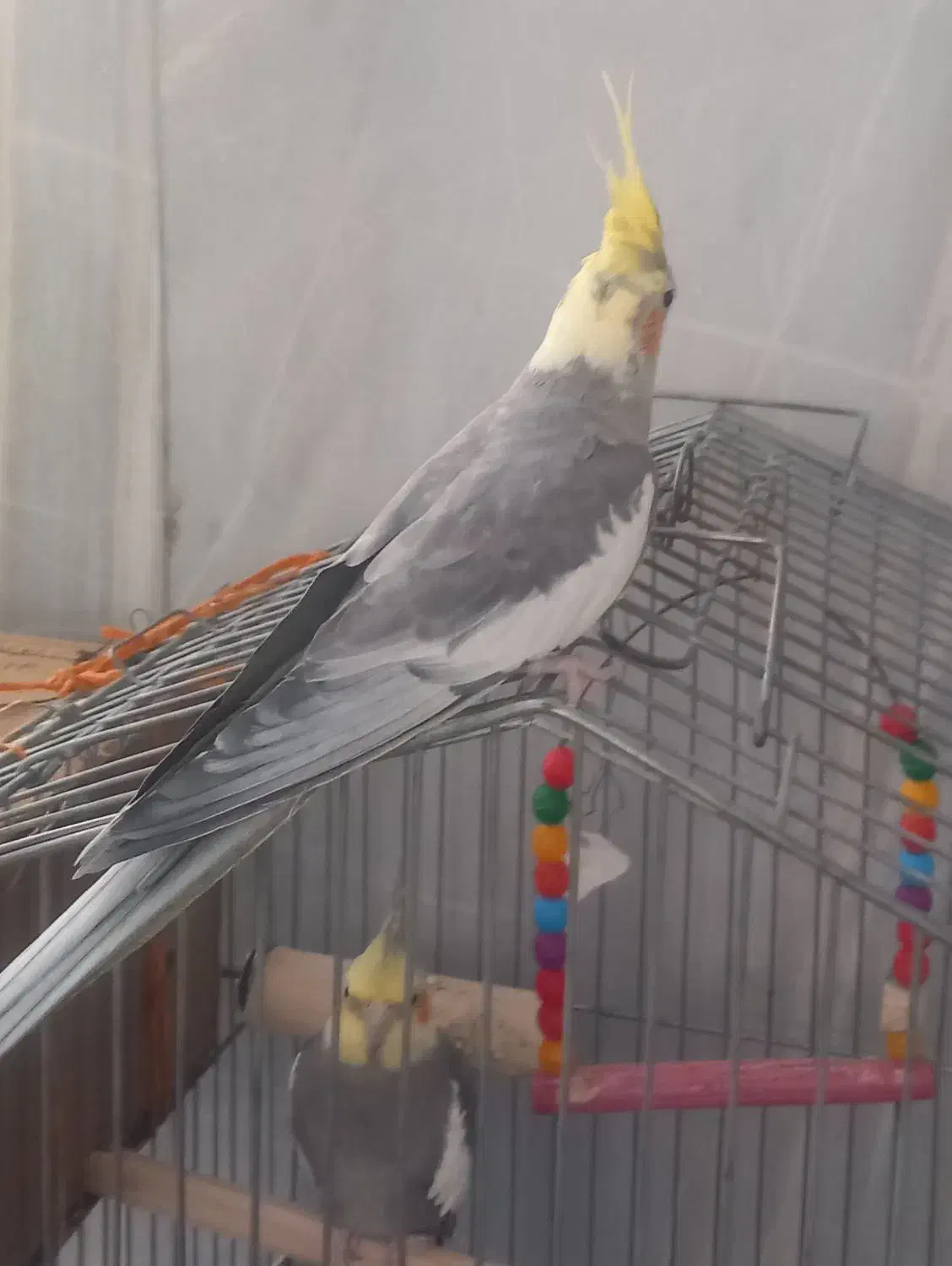 سه عددعروس هلندی|پرنده|گرمسار, |دیوار